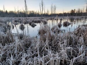 USA NY Beaver Pond Wetland