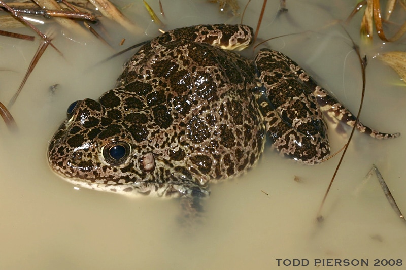 Rana areolata - Crawfish Frog - Todd Pierson CC 800
