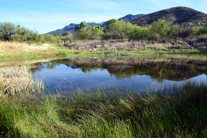 Wetland built to provide habitat for rare amphibians on the Coronado National Forest in Arizona