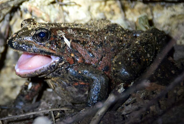 Building Wetlands in Baja California Mexico for California Red-Legged Frogs