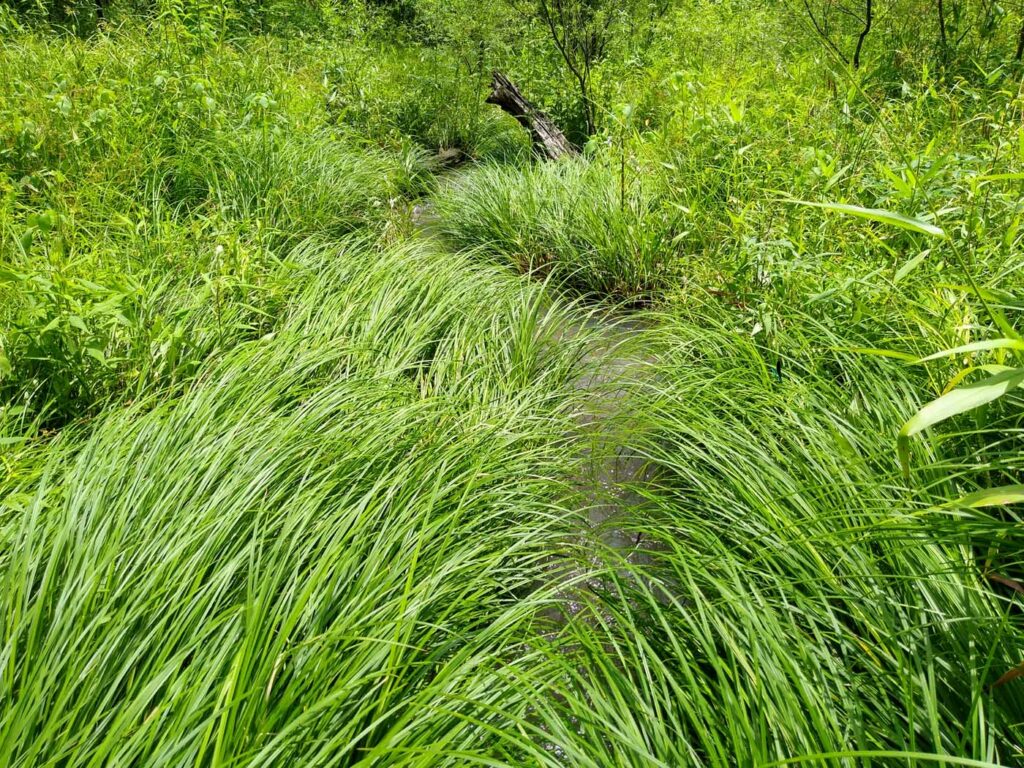 USA KY Slabcamp Daniel Boone NF Wetland A - wetlands - 20200629