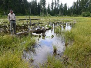 USA OR Umpqua NF Wetland 1 - wetlands - 20160718