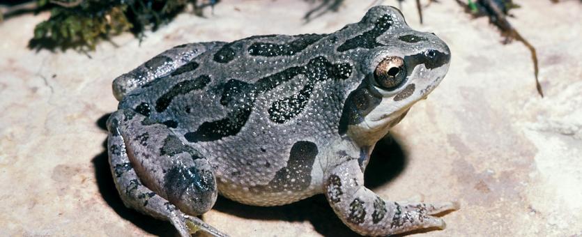 illinois chorus frog